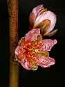 _MG_0147 nectarine blossom.jpg