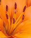 _MG_1089 yellow lily.jpg