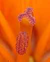 _MG_1227 orange lily pistil and stamen.jpg
