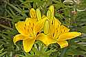 _MG_1230 yellow lilies.jpg