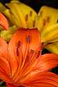 _MG_1237 orange lily pistil and stamen.jpg