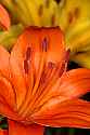 _MG_1238 orange lilies.jpg