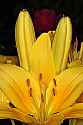 _MG_1240 yellow lilies.jpg