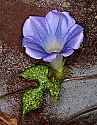 _MG_6291 vine with purple flower.jpg