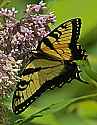 _MG_7323 eastern tiger swallowtail.jpg