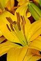 _DSC3691 yellow lilly.jpg