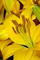 _DSC3692 yellow lily stamen.jpg