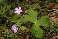 _MG_8803 wild geranium.jpg