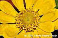 DSC_1523 zinnia yellow.jpg