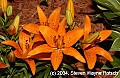DSC_1533 orange daylilies.jpg