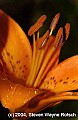 DSC_1537 orange lily.jpg