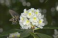 DSC_2575 swallowtail and great rhododendron.jpg