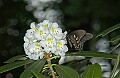 DSC_2585 great rhododendron and swallowtail.jpg