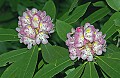 DSC_2605 great rhododendron.jpg
