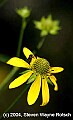 DSC_4441 yellow flower.jpg