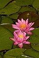 DSC_4892 pink water lilies.jpg