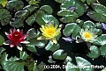 fauna0048 water lilies.jpg