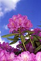 WVMAG0266 catawba rhododendron.jpg