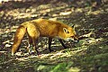 WMAG382 Red Fox.jpg
