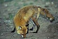 WMAG384 Red Fox hunting.jpg