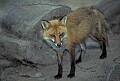 WMAG385 Red Fox.jpg