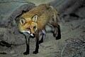 WMAG386 Red Fox.jpg