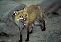 WMAG387 Red Fox.jpg