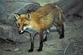 WMAG388 Red Fox.jpg