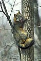 WMAG389 Gray Fox in tree.jpg