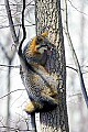 WMAG392 Gray Fox in Tree.jpg