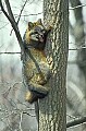 WMAG394 Gray Fox in Tree.jpg