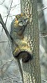 WMAG396 Gray Fox in Tree.jpg
