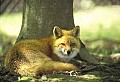 WVMAG398 Red Fox resting.jpg