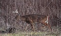 _MG_0191 8-point buck in cover.jpg