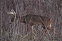 _MG_0204 8-point buck in cover.jpg