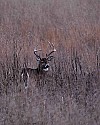 _MG_02618-point buck in tall grass e.jpg