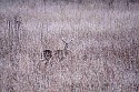 _MG_0318 8-point ghost buck in tall grass.jpg