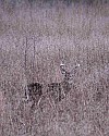 _MG_0319 8-point buck hiding in plain site-tall grass.jpg