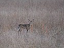 _MG_0322 8-point buck in tall weeds.jpg