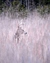_MG_0333 ghost 8-point in high grass.jpg