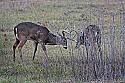 _MG_0460 8 and 9-point bucks sparring.jpg