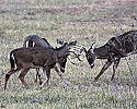 _MG_0465 spide buck acting referee to 8-point bucks sparring.jpg