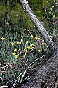 _MG_0623 daffodils blooming in mid february.jpg