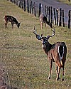 _MG_6273  9-point whitetail buck and two does.jpg