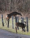 _MG_6296 whitetail deer jumping fence.jpg