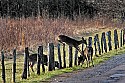 _MG_6306 whitetail doe jumping fence.jpg