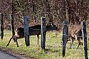 _MG_6318 whitetail doe squeezes through barb wire fence.jpg