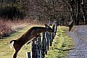 _MG_6342 8-point whitetail buck jumps barbwire fence.jpg