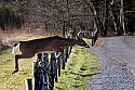 _MG_6343 8-point whitetail buck jumps barbwire fence.jpg