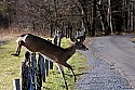 _MG_6344 8-point whitetail buck jumps barbwire fence.jpg